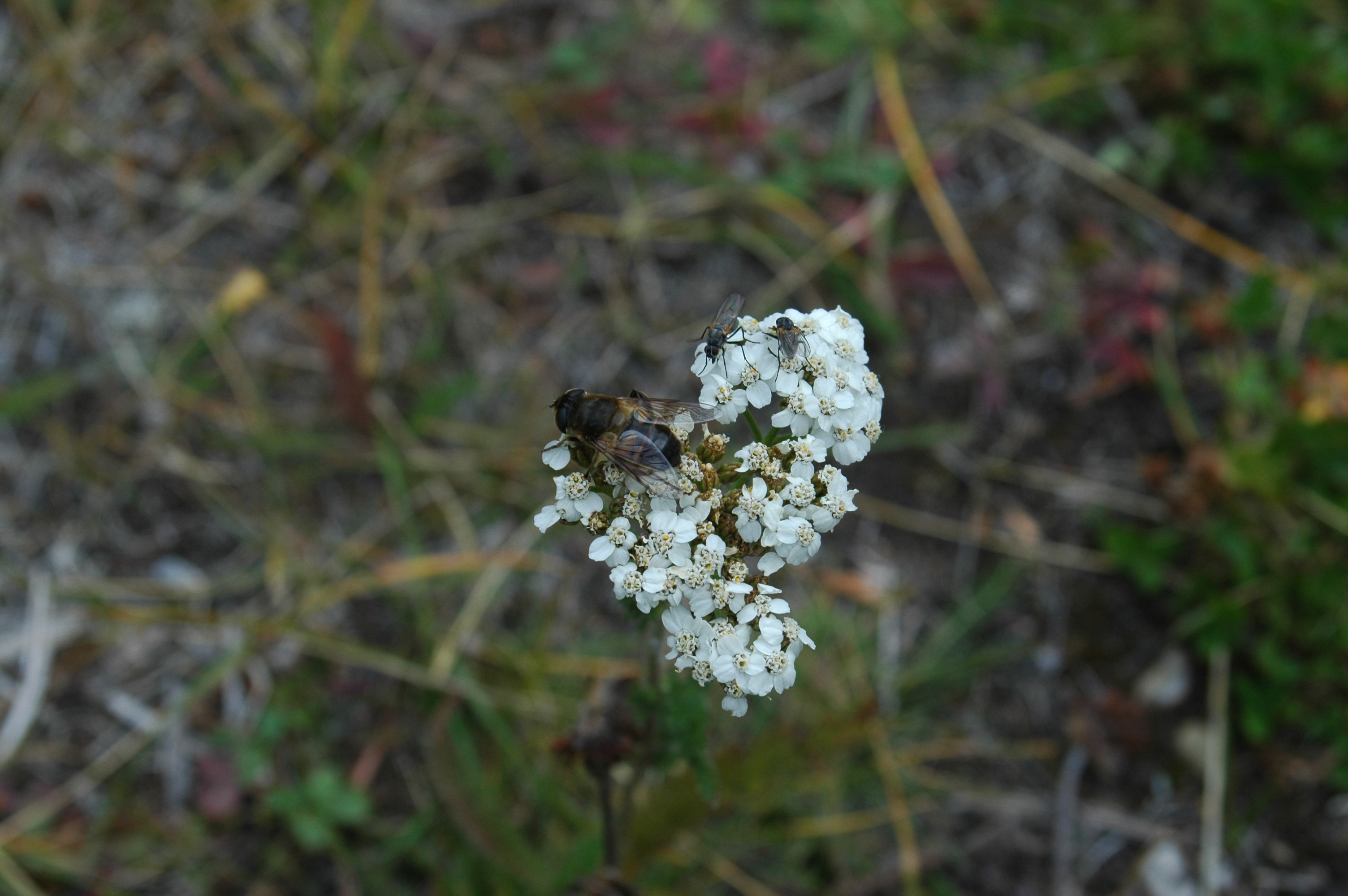 photos/wildlife/Invertebrate_Species/Canada/Canada 2007 1170.jpg
